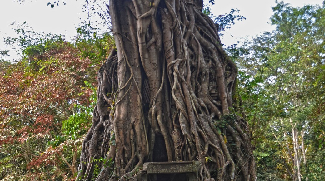 A stunning pre-Angkor Unesco site in the Kampong Thom district, Cambodia.
It's beautiful to see how nature is growing through and sometimes upon the very old temples and buildings of the ancient city of Iśanapura. Find a guide, possibly a woman, and let them explain the origin of the city. It is not crowded at all, and it's beauty is not less that the most famous and biggest Angkor Wat.