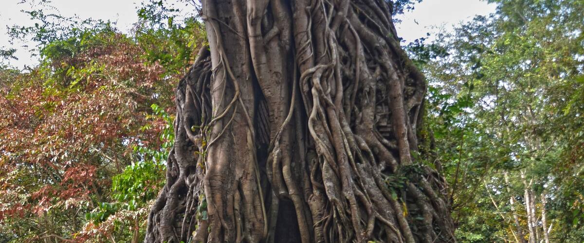 A large tree with extensive roots and a small opening at its base.