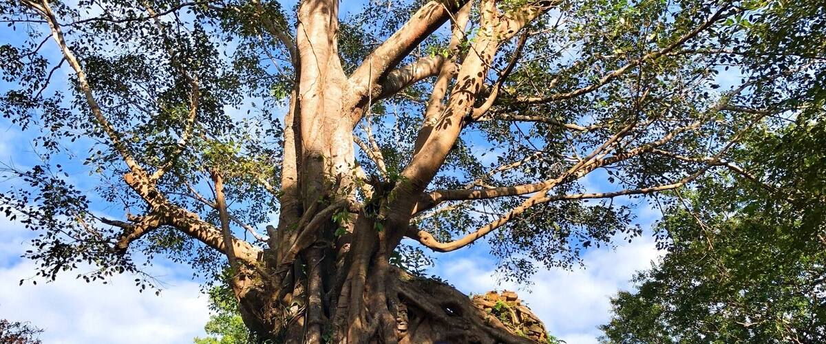 A recently designated world heritage site for Cambodia with lots of Prasat and temple ruins to be discovered and explored. This site is a must visit for those visiting Siemreap. Unlike Angkor Wat and the other temples in that area with large crowds, here you may have it all to yourself.