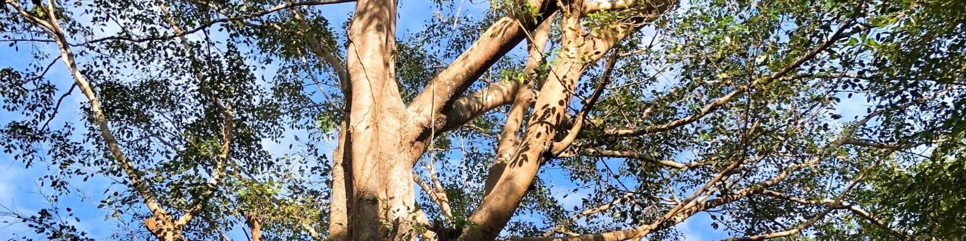 A recently designated world heritage site for Cambodia with lots of Prasat and temple ruins to be discovered and explored. This site is a must visit for those visiting Siemreap. Unlike Angkor Wat and the other temples in that area with large crowds, here you may have it all to yourself.