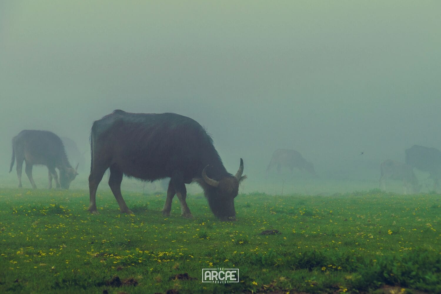 Buffalo's eating on the foggy valleys of the Dhorpatan Reserve, after having crossed over the Jaljalal Pass on our second day of trekking—more than 3400m high. 