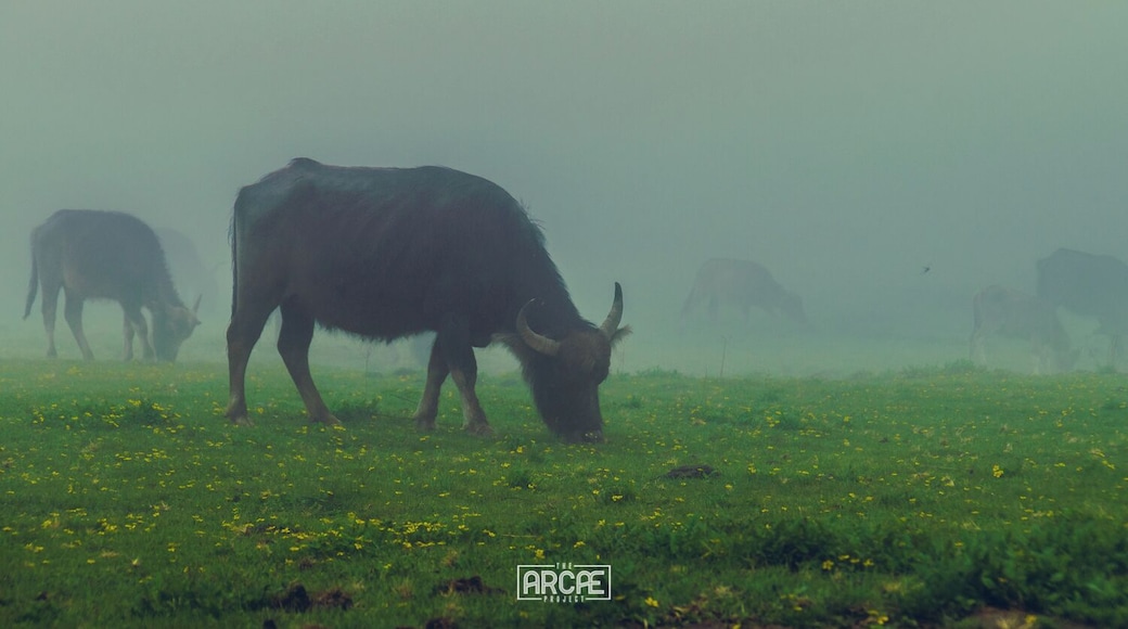 Buffalo's eating on the foggy valleys of the Dhorpatan Reserve, after having crossed over the Jaljalal Pass on our second day of trekking—more than 3400m high.