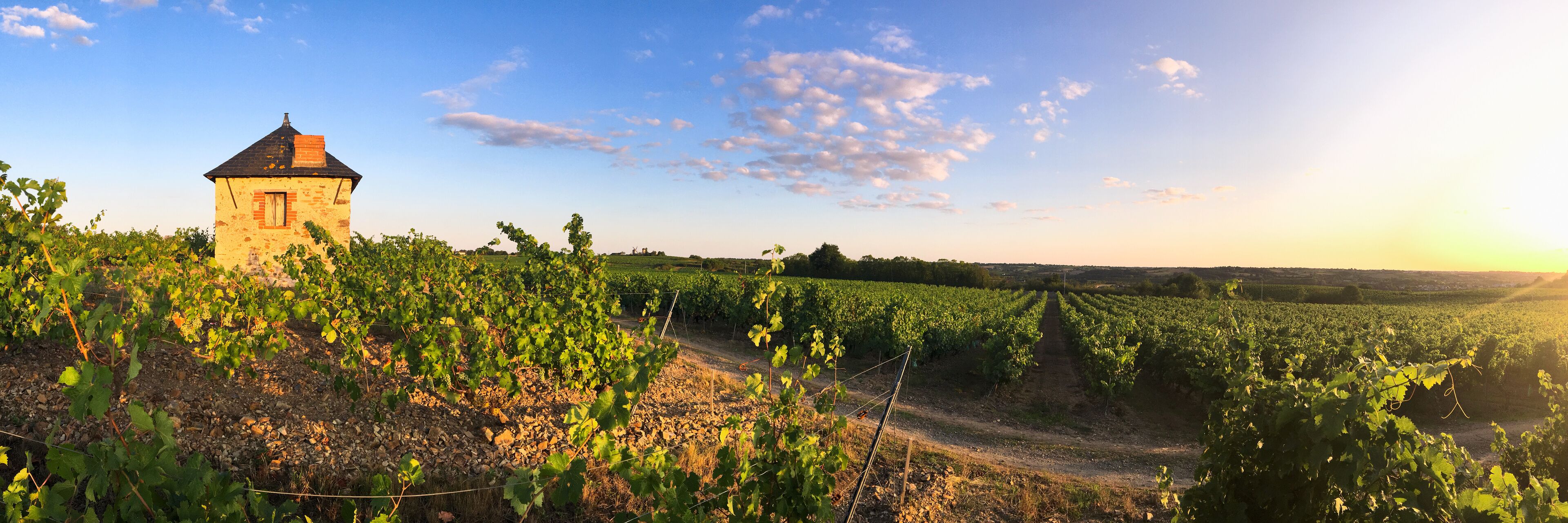 Vignoble Angevin en France dans le Layon