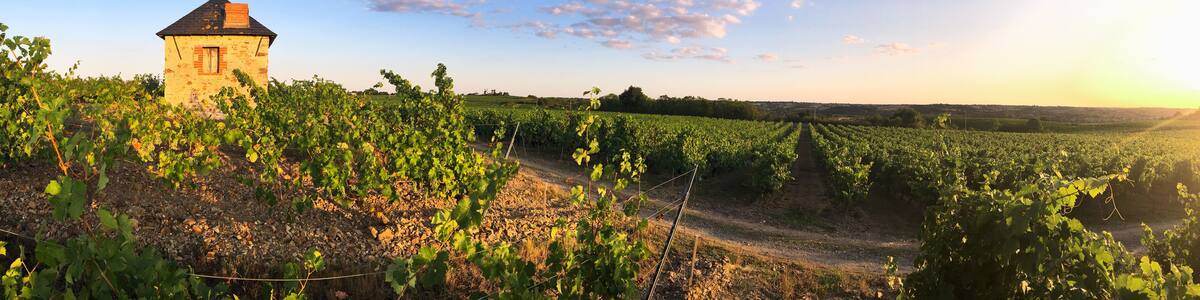 Vignoble Angevin en France dans le Layon