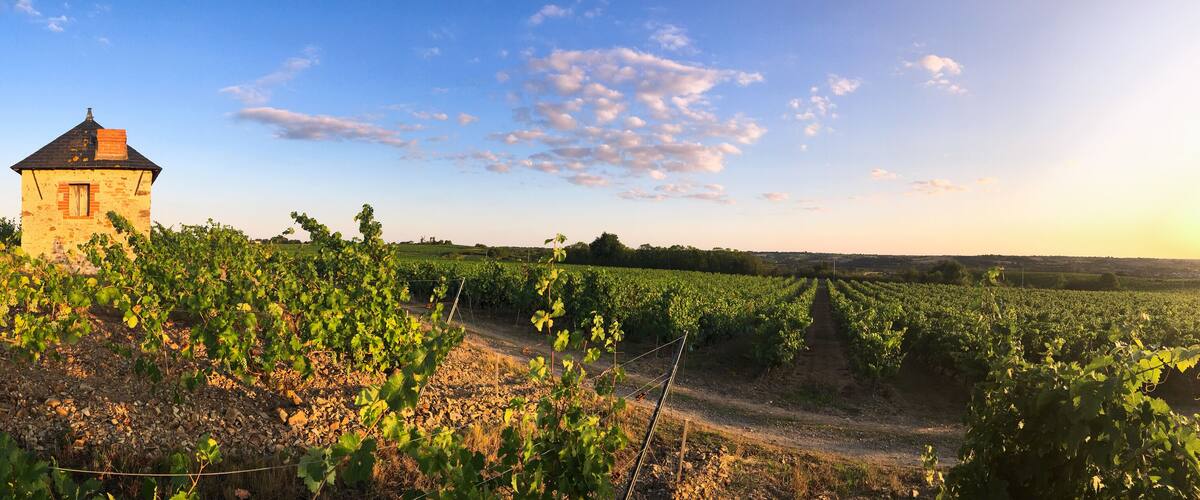 A vineyard with rows of grapevines and a small tower-like building.