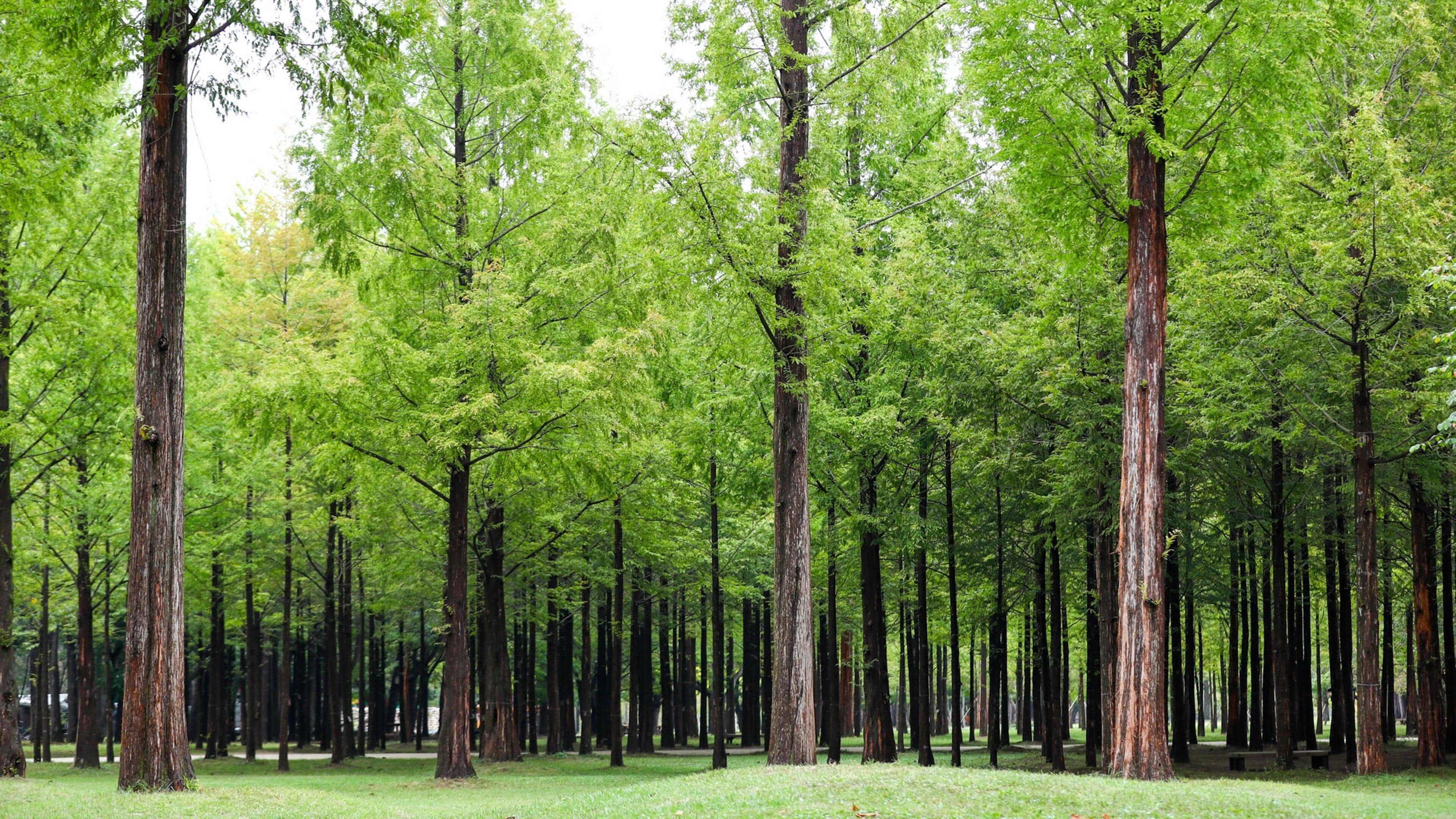Nami Island showing a garden