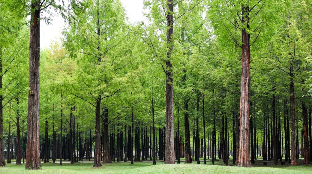 Nami Island showing a garden