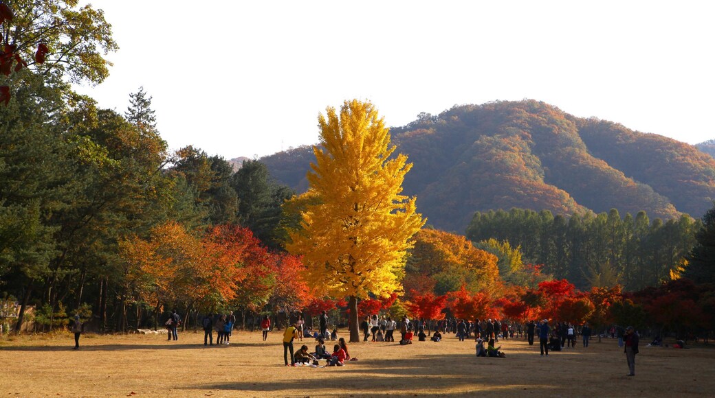 Nami Island featuring a sunset, fall colors and picnicing