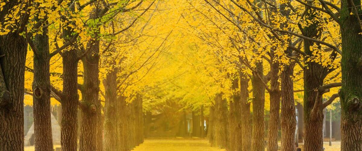 Ginkgo tree at autumn in Namiseom island, South Korea.