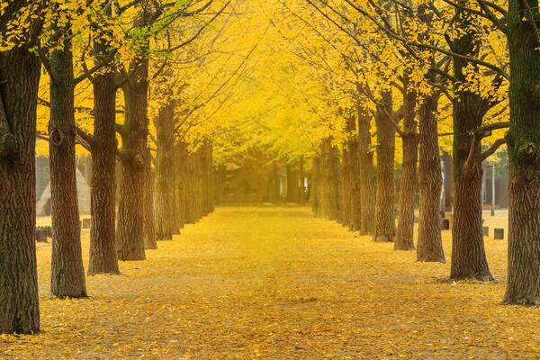 A tree-lined pathway covered in yellow leaves.