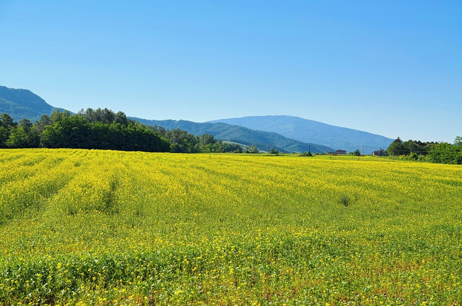 Campo di colza