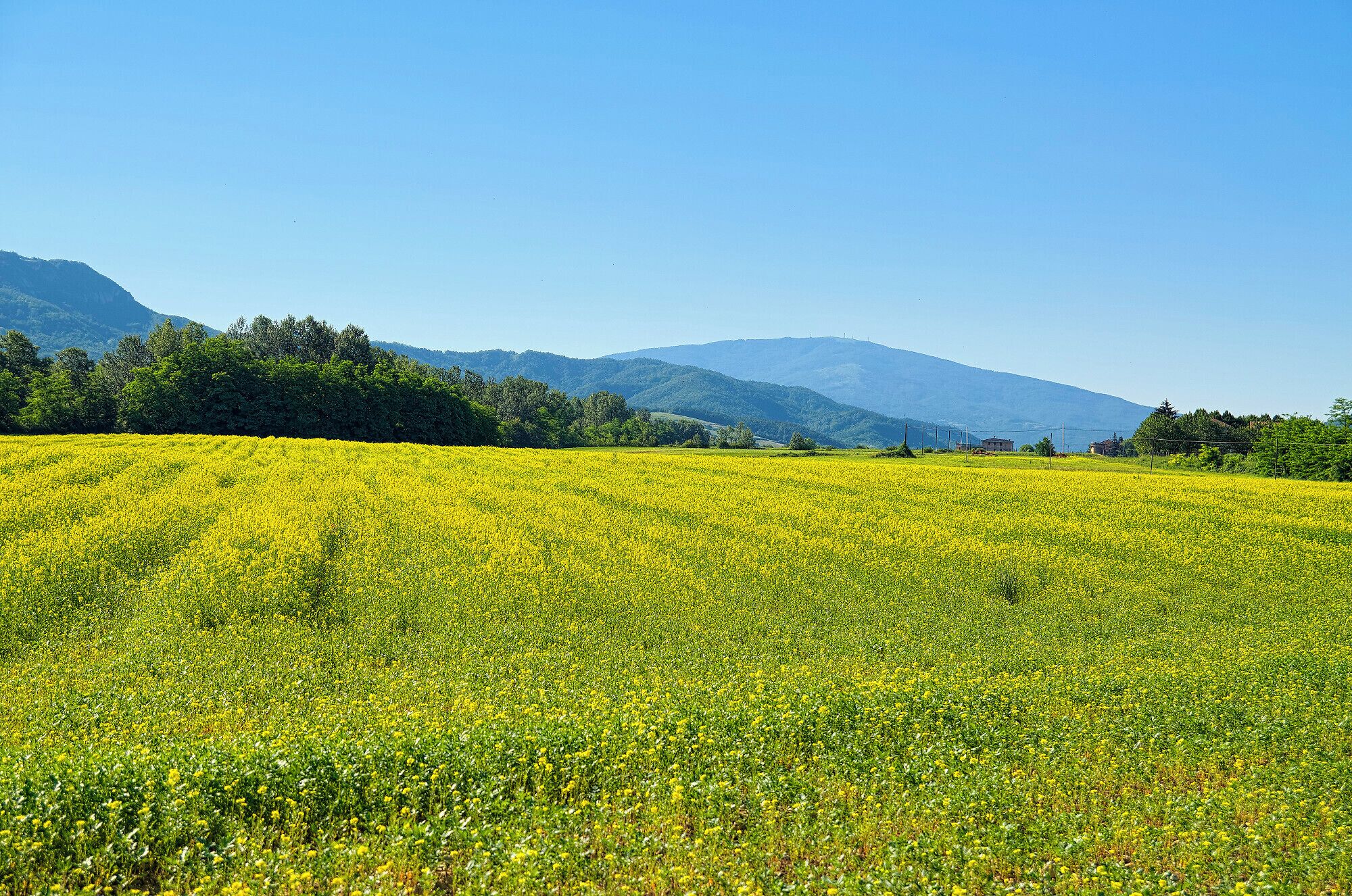 A vast field of yellow flowers with a mountain range in the background.