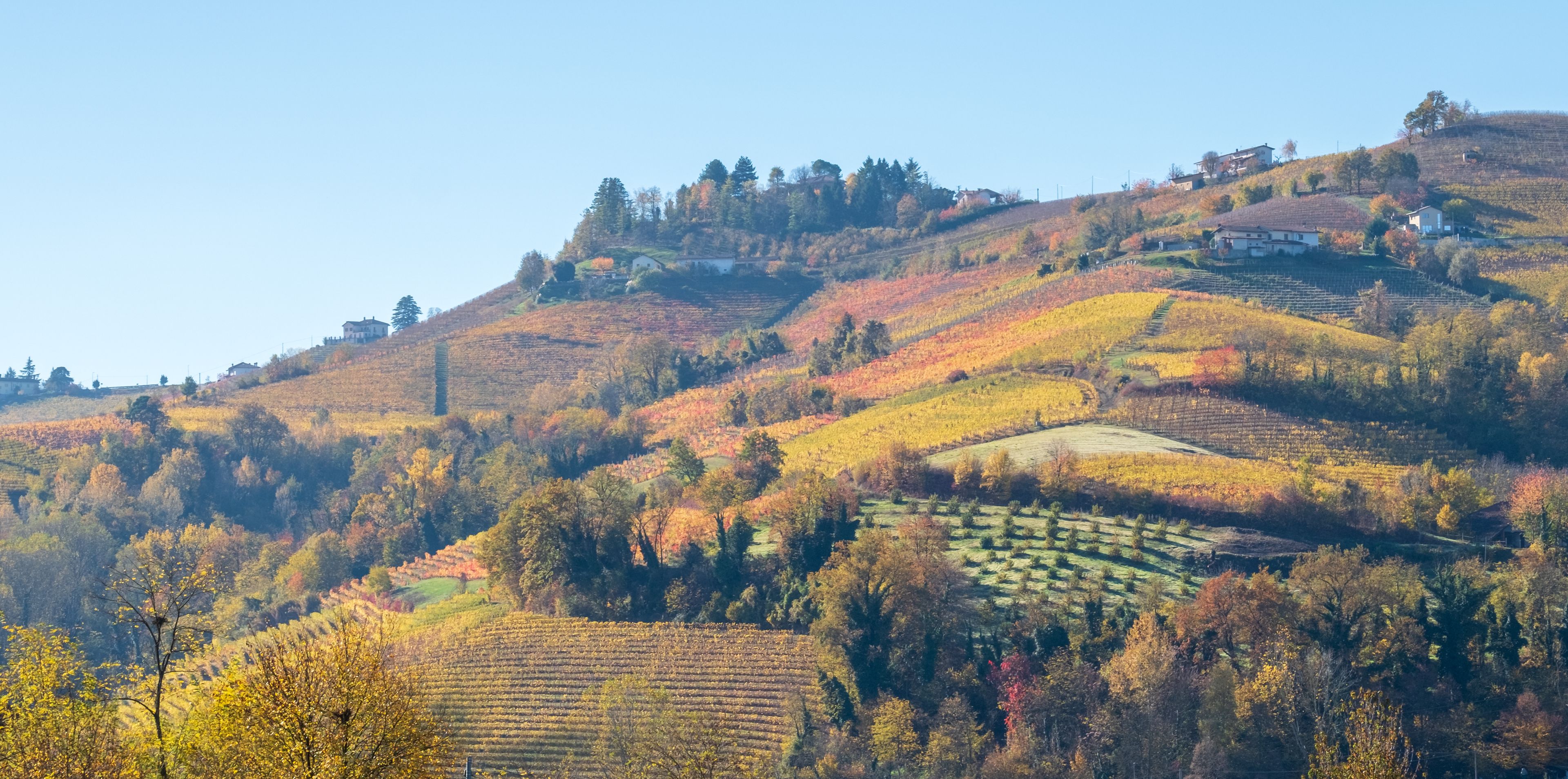 Hilly landscape with vineyards in full autumn colour, in the renowned wine making region of Piedmont in northern Italy.

