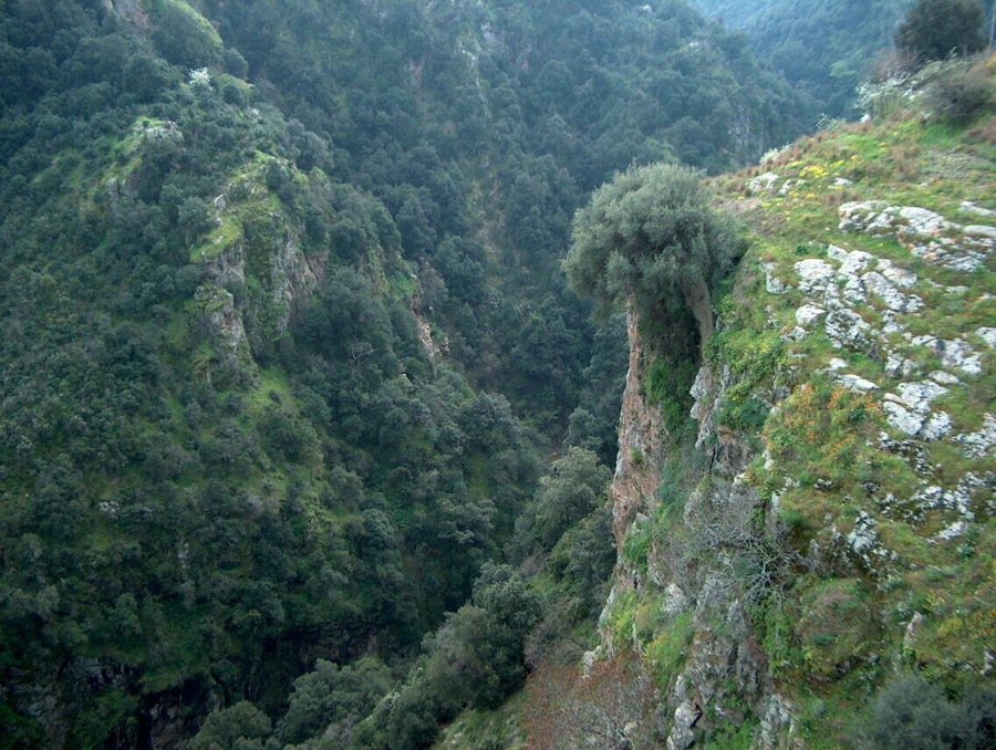 Umbriatico