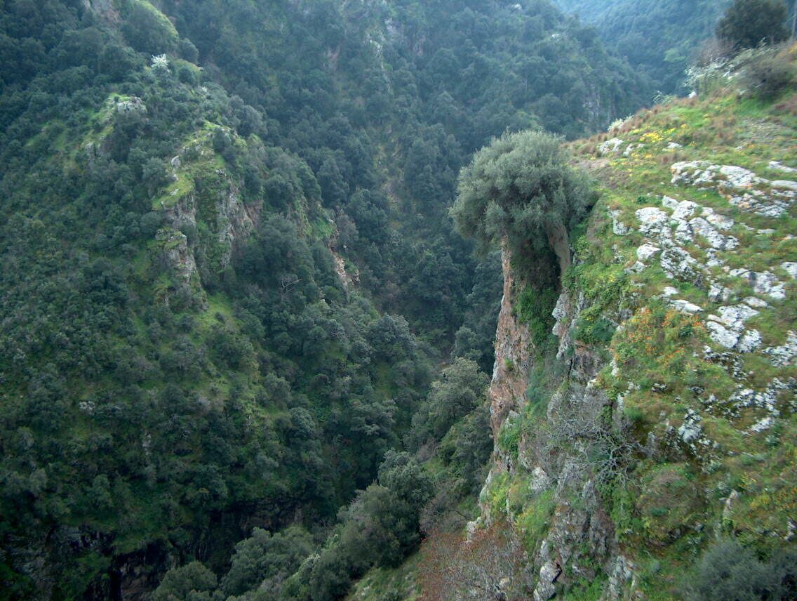 A mountainous landscape with dense forest and rocky cliffs.