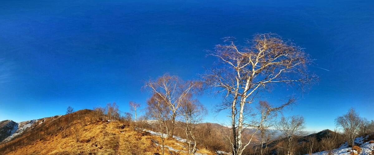 A mountainous landscape with a clear blue sky, a prominent leafless tree, and snow patches on the hills.