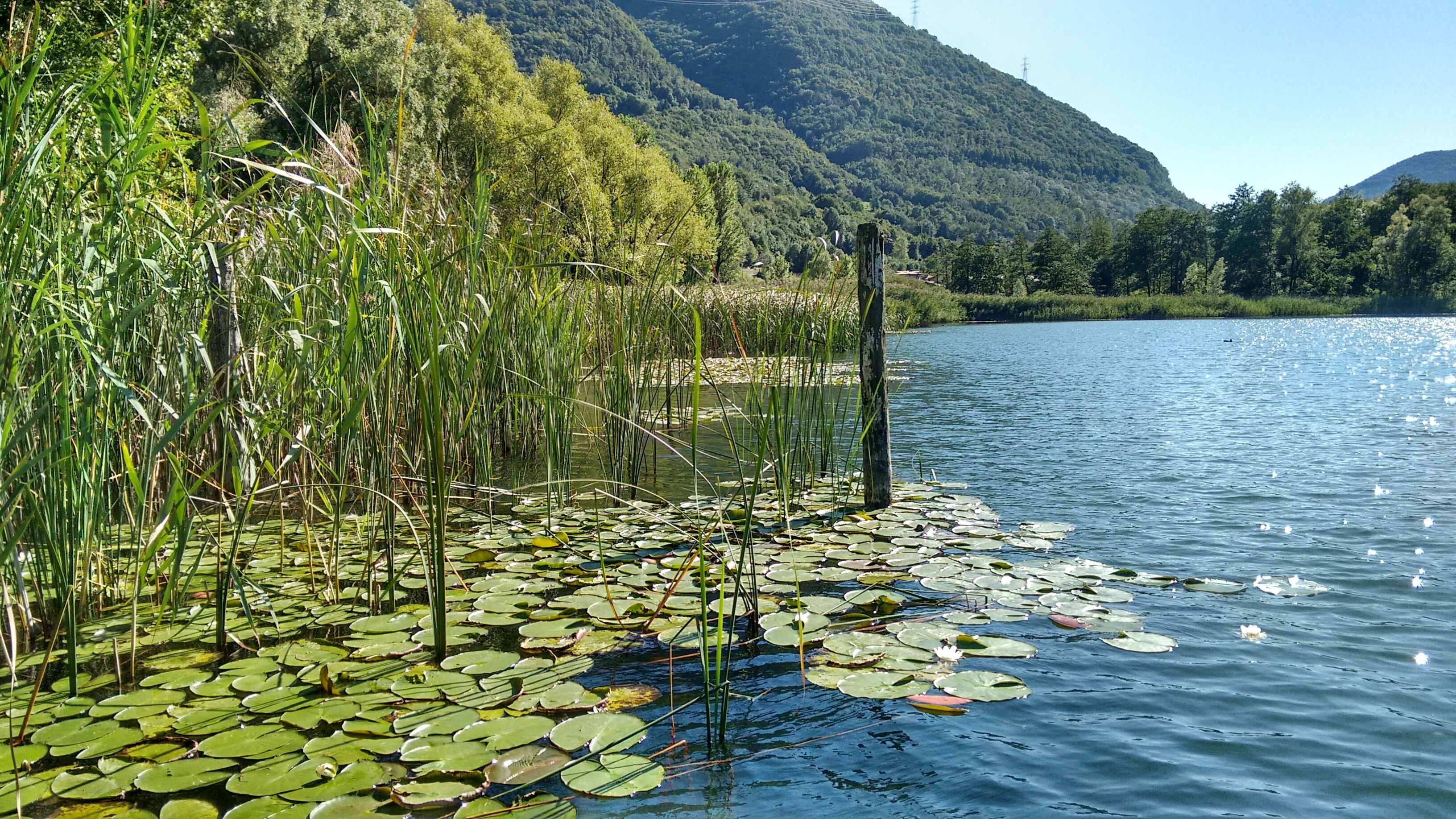 A lake with lily pads and reeds, surrounded by lush greenery and hills.