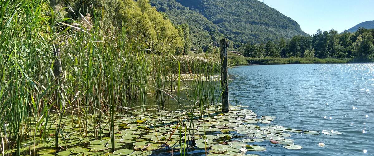 A lake with lily pads and reeds, surrounded by lush greenery and hills.