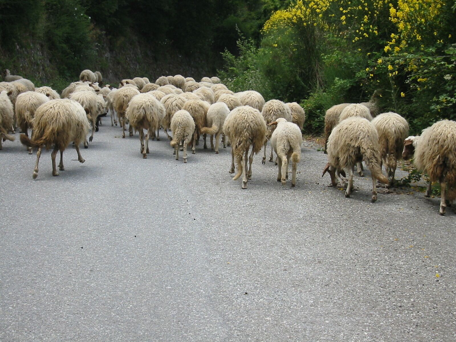 Rush hour traffic near Roghudi Vecchio