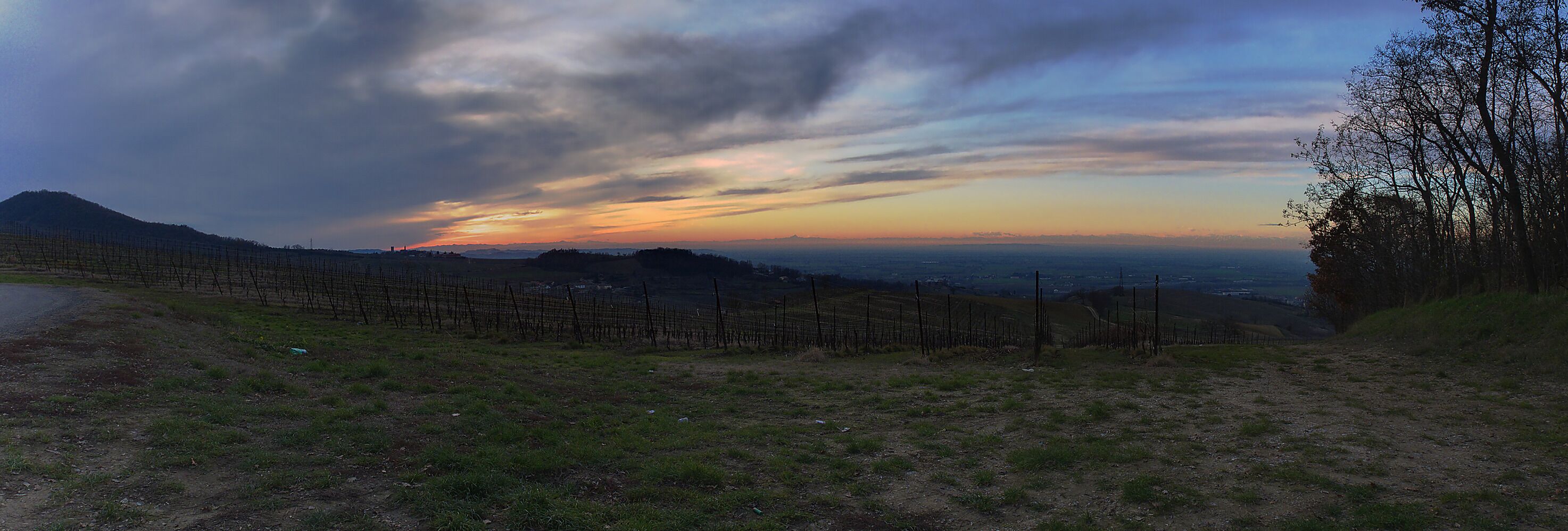 A vineyard with rows of grapevines, a dirt path, and a sunset over a hilly landscape.