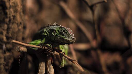 Iguana