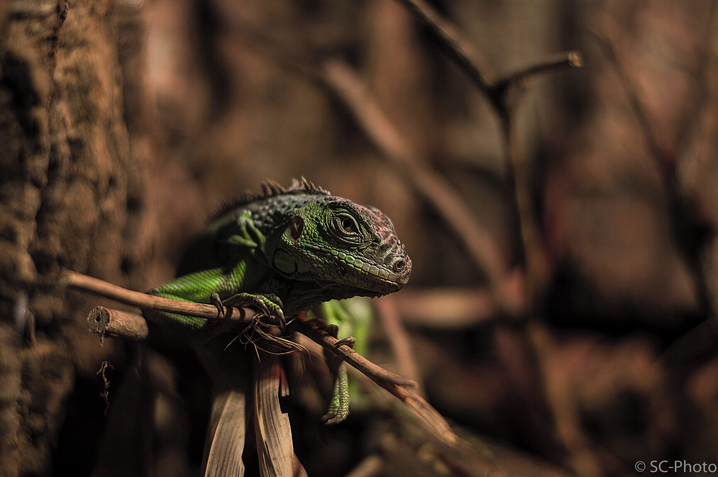 A green iguana on a branch.