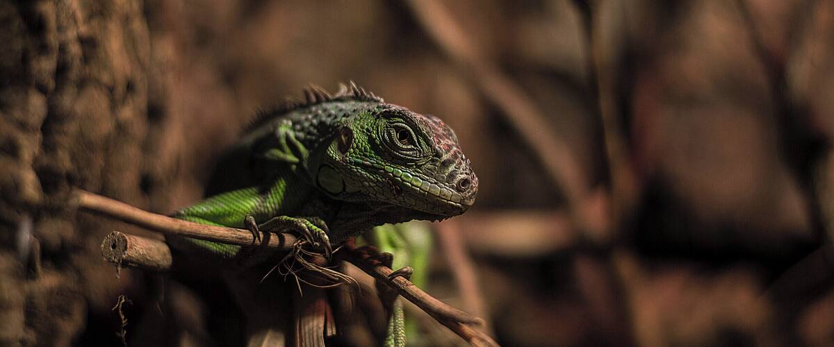A green iguana on a branch.
