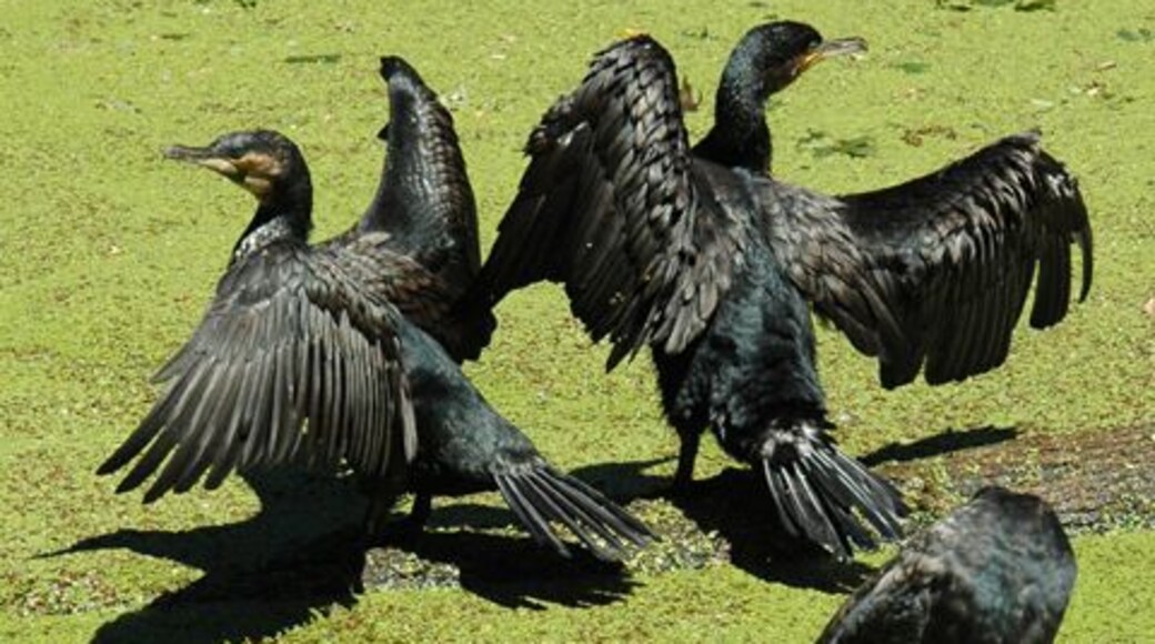 27016 Sant'Alessio con Vialone PV, Italy