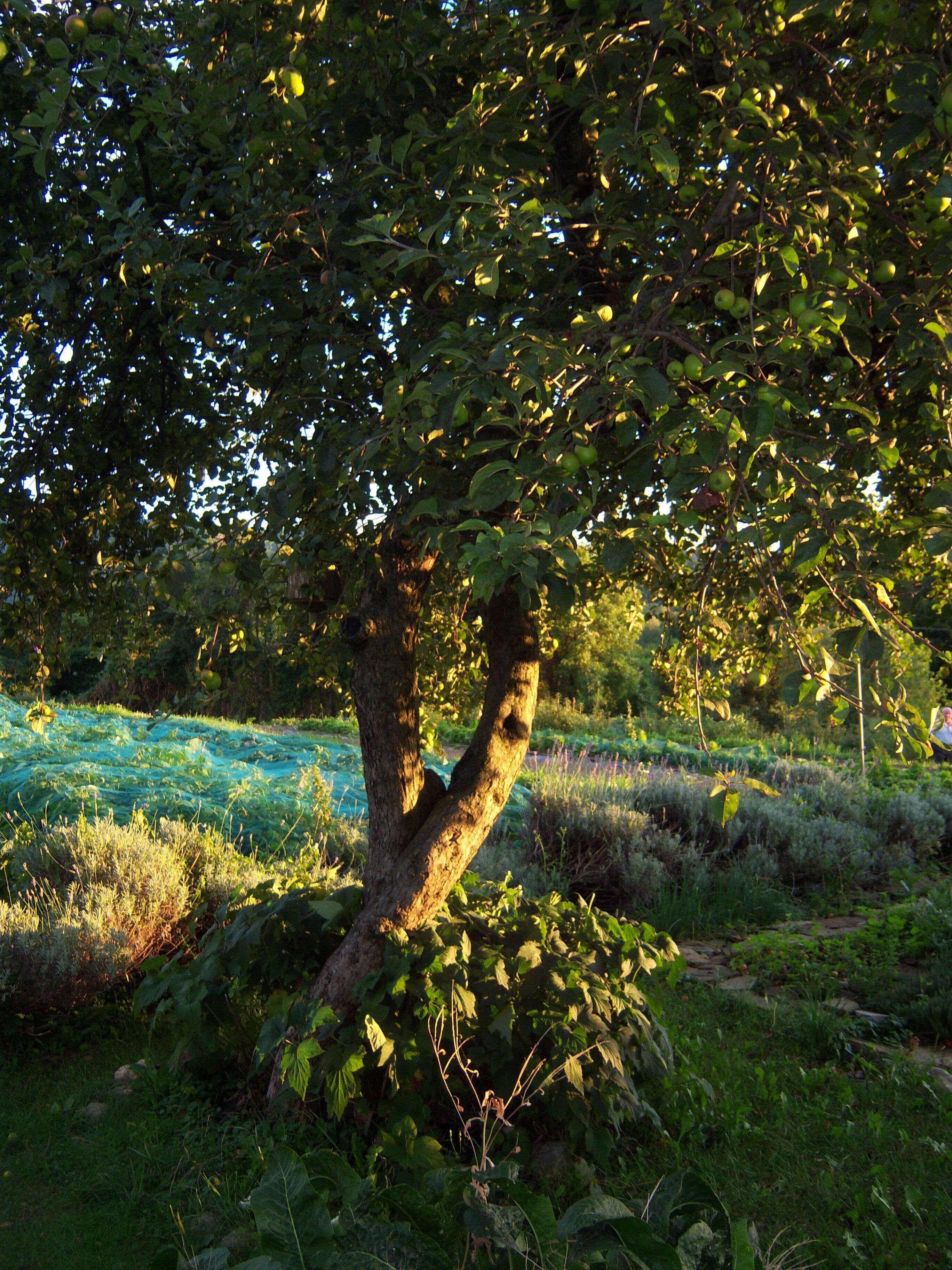 A tree with a twisted trunk in a lush green landscape.