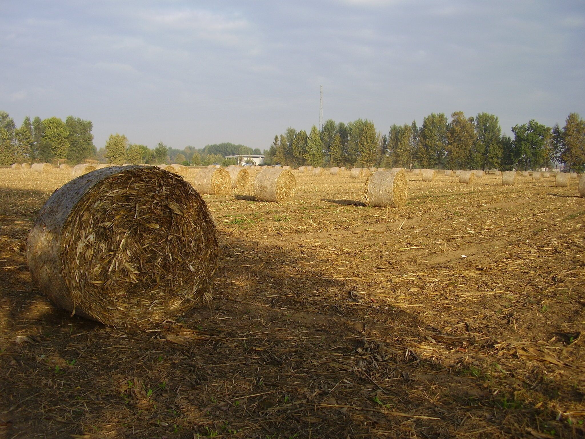 20081003_balle_campo