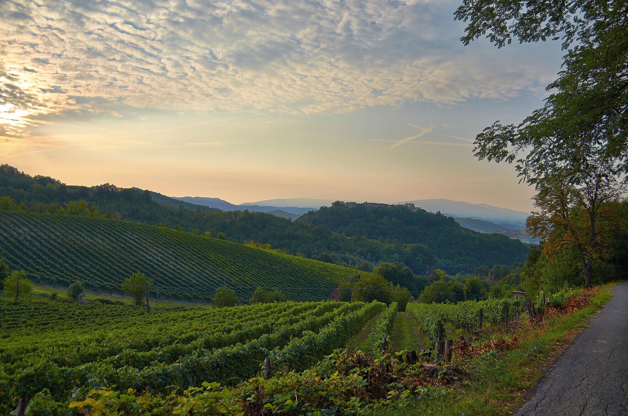 A vineyard with rows of grapevines, a road, and a distant mountain range under a cloudy sky.