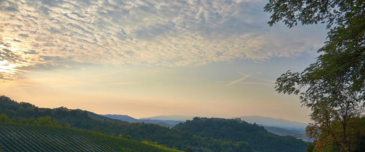 A vineyard with rows of grapevines, a road, and a distant mountain range under a cloudy sky.