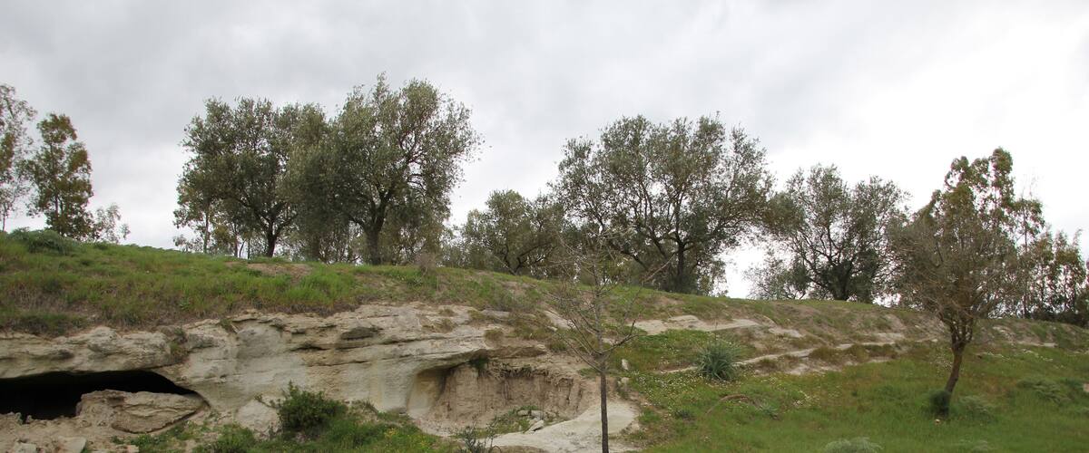 A rocky hillside with sparse vegetation and a few trees.