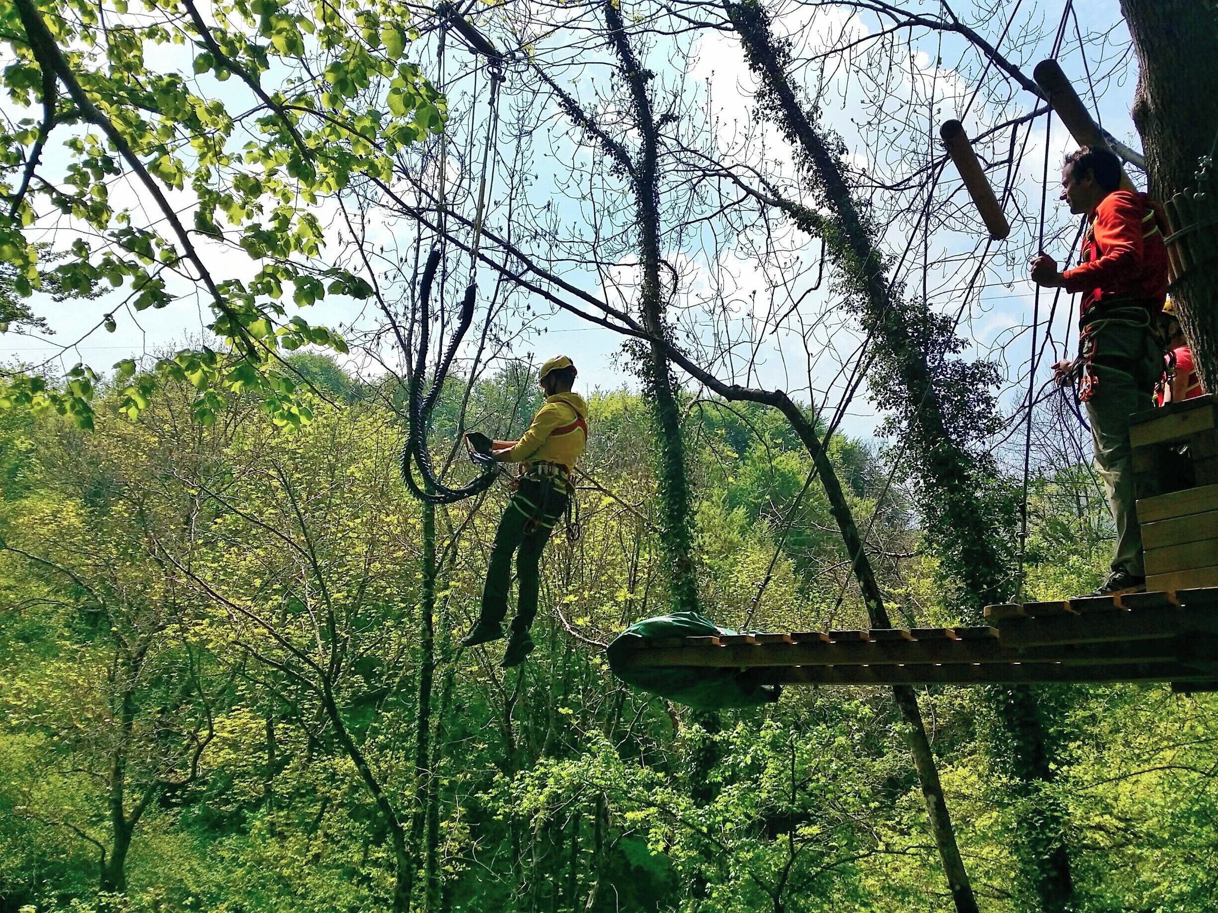 A person in a yellow shirt working on a tree in a forest.
