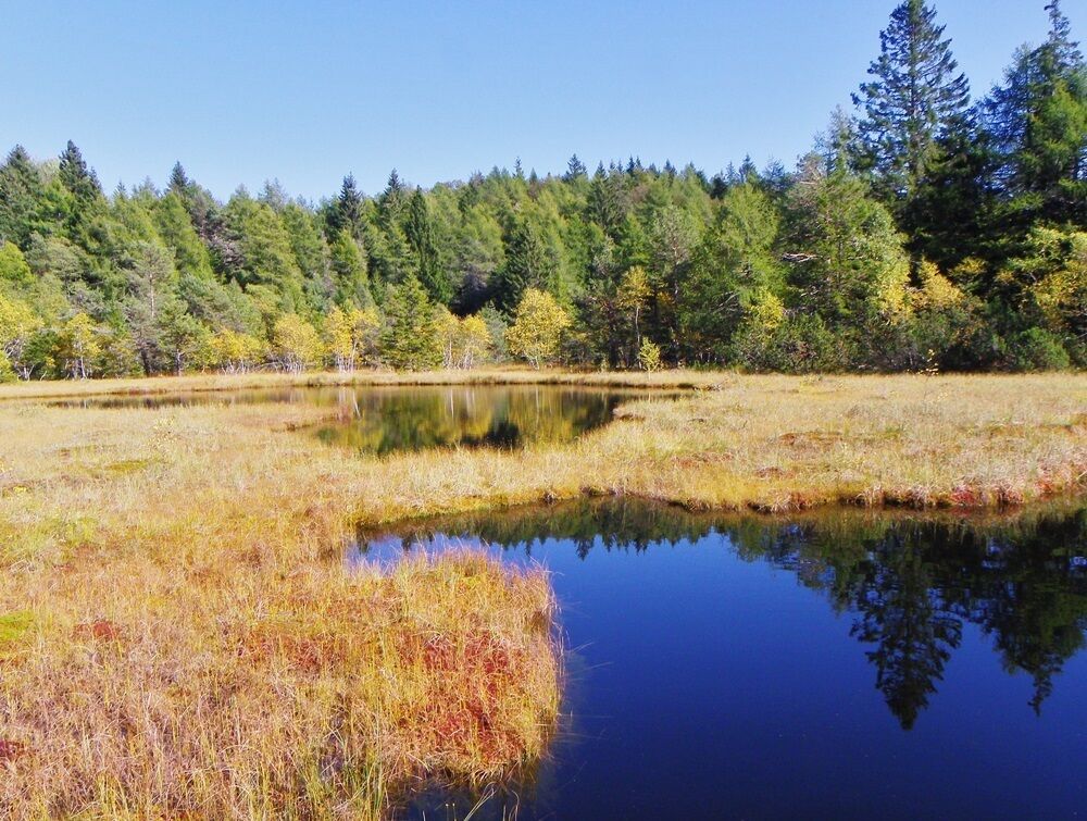 Palù del Vedes (TN) m 1505 slm - Grandi "occhi" della torbiera omonima.