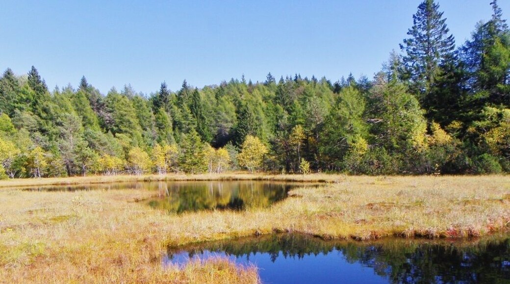 Palù del Vedes (TN) m 1505 slm - Grandi "occhi" della torbiera omonima.