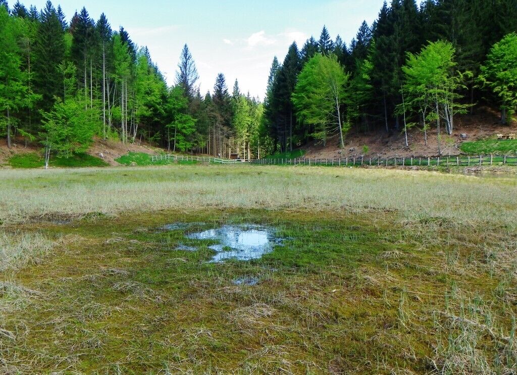 Palù del lago di Valda (Biotopo Prati di Monte) - 1370 m