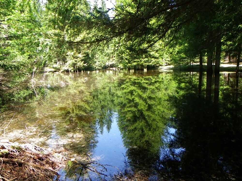 Loc. Valdonega m 1300 - Val di Cembra (TN) bosco inondato