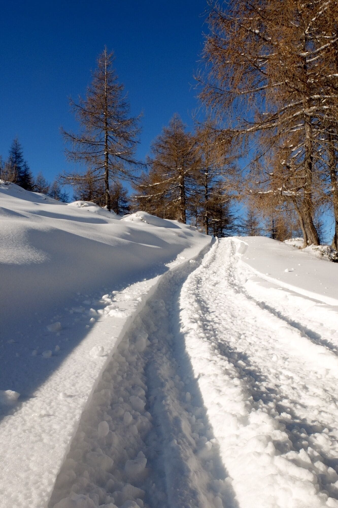 Ciaspolata in Val Grigna