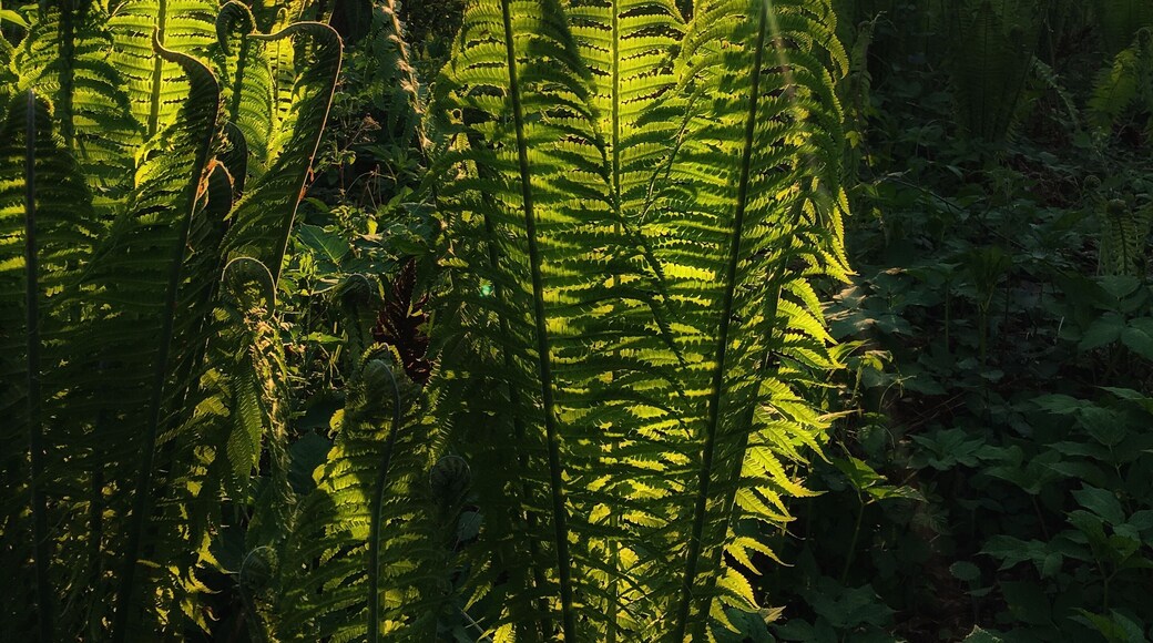 Sunset hour at Bordighi Wood