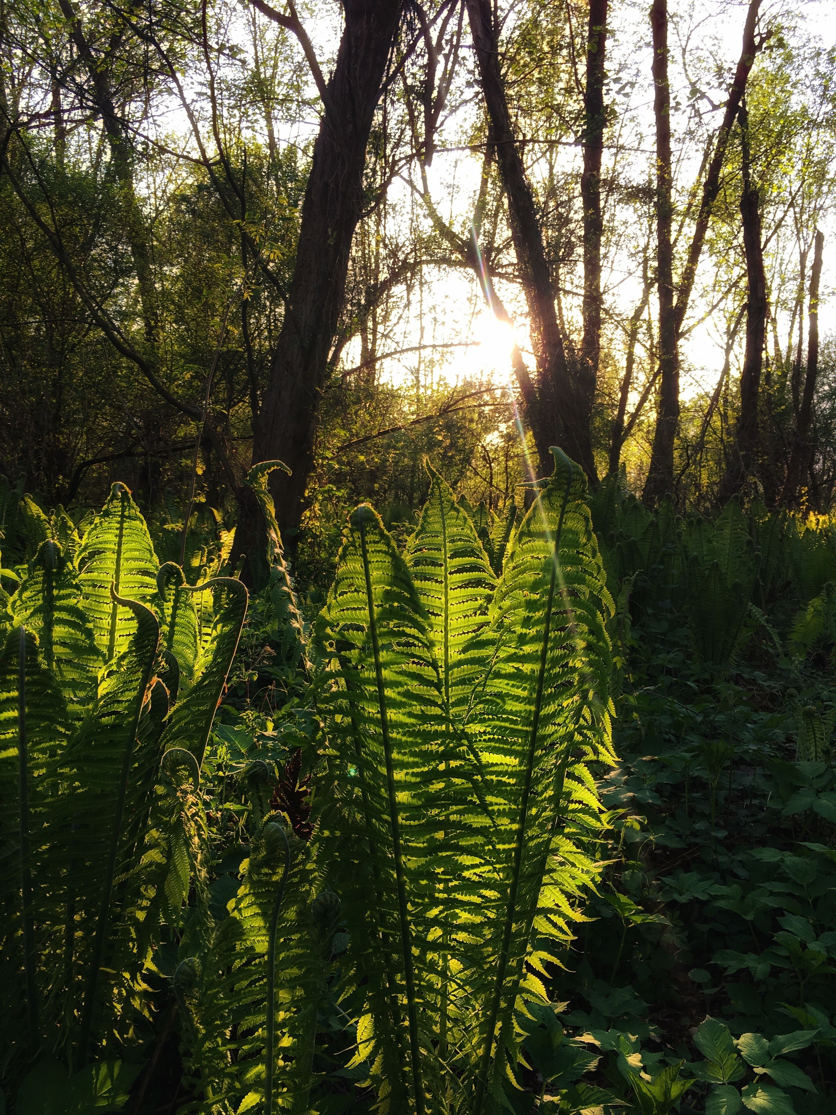 A forest with sunlight filtering through the trees.