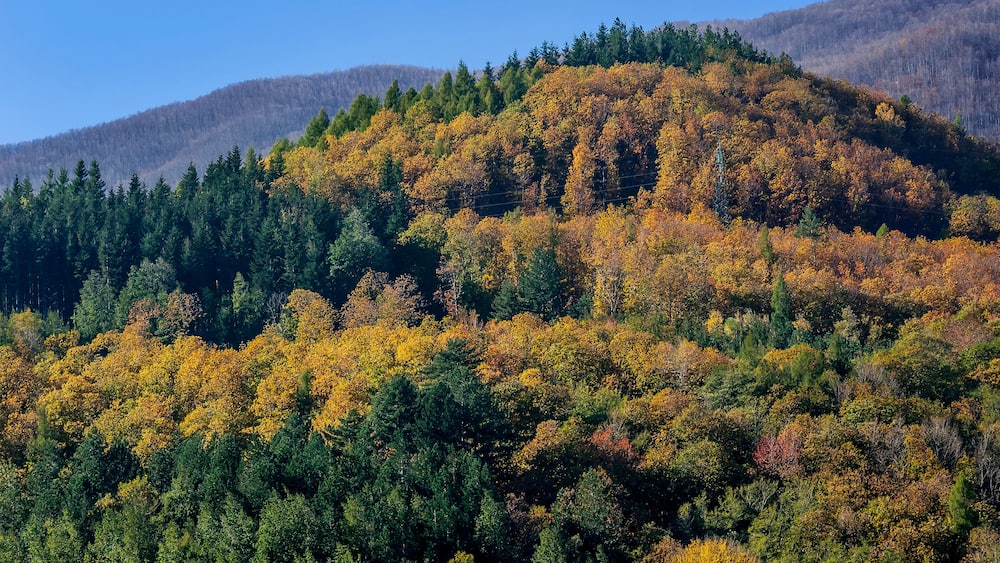 A forested hillside with autumn foliage.