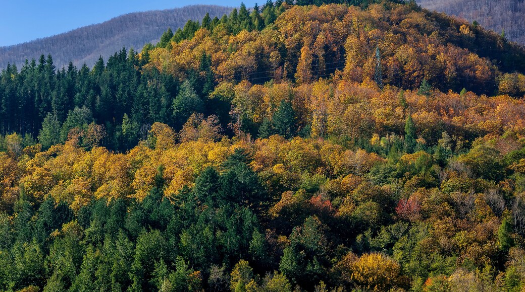 أبيتوني كوتيليانو