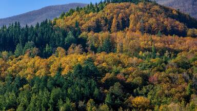 The Tuscan-Emilian Apennines painted with the typical autumn colors on a sunny day in the area of Cutigliano, Abetone, Pistoia, Italy