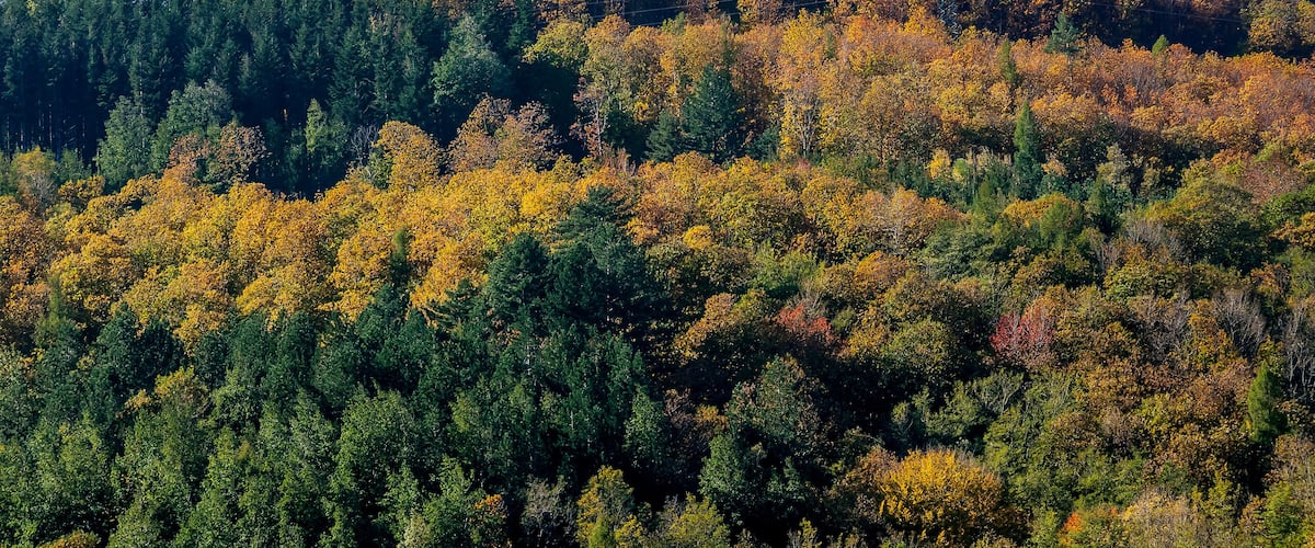A forested hillside with autumn foliage.