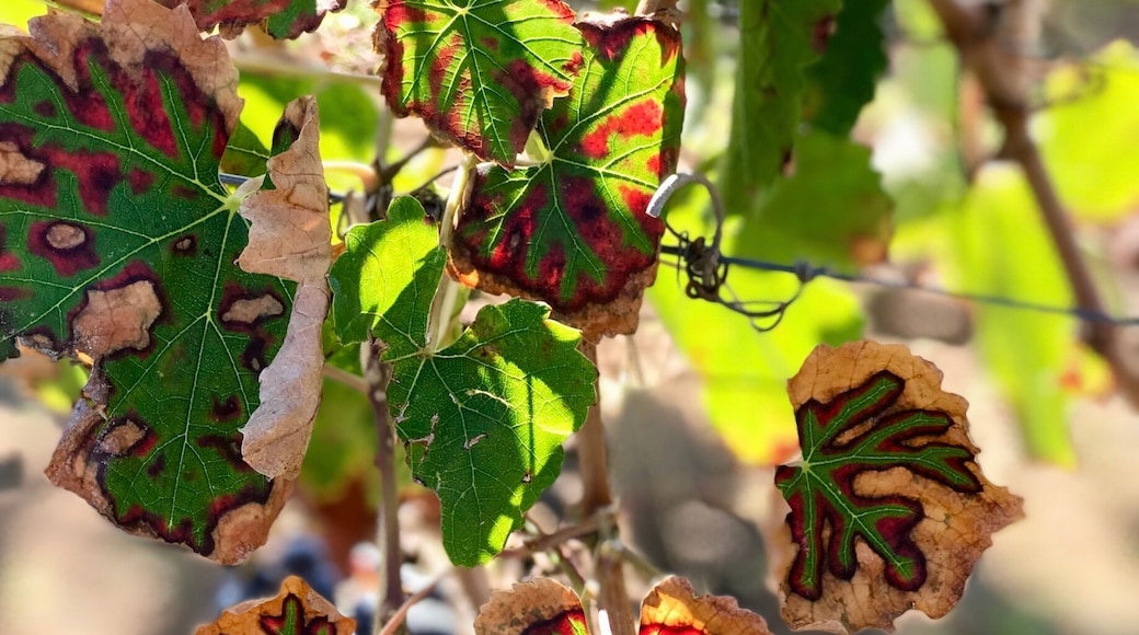 Porto Di Mola is a wonderful family owned and operated winery. During the harvest season, you can pick the grapes and also do some grape stomping. Incredible day of laughing with friends and family while enjoying delectable food and wine!!