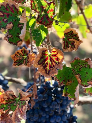 Porto Di Mola is a wonderful family owned and operated winery. During the harvest season, you can pick the grapes and also do some grape stomping. Incredible day of laughing with friends and family while enjoying delectable food and wine!!