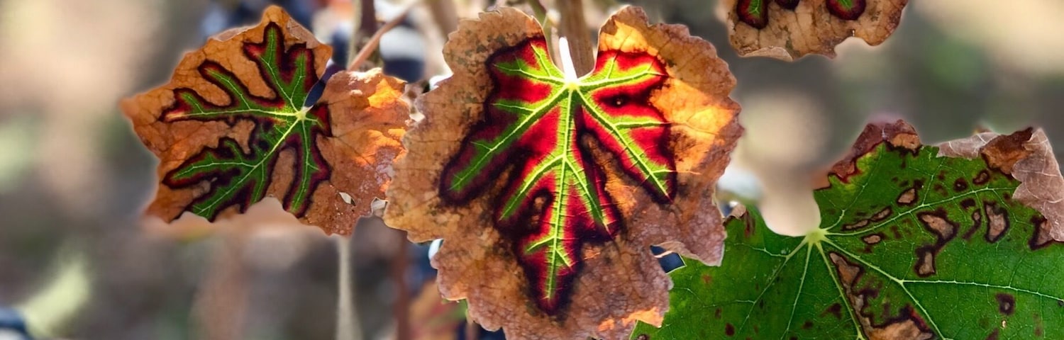 Porto Di Mola is a wonderful family owned and operated winery. During the harvest season, you can pick the grapes and also do some grape stomping. Incredible day of laughing with friends and family while enjoying delectable food and wine!!