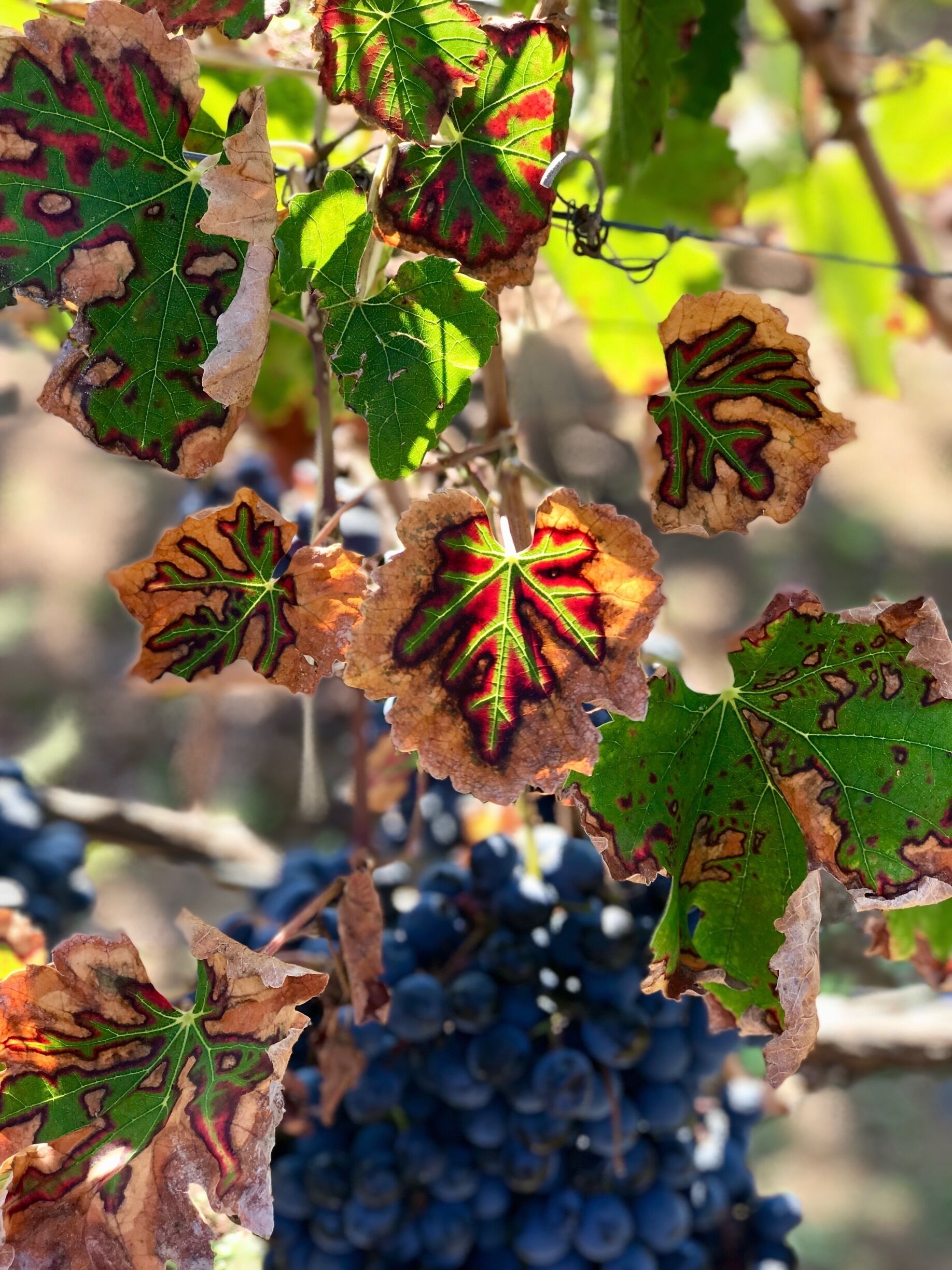Grapevines with some leaves showing signs of decay and a bunch of grapes in the background.
