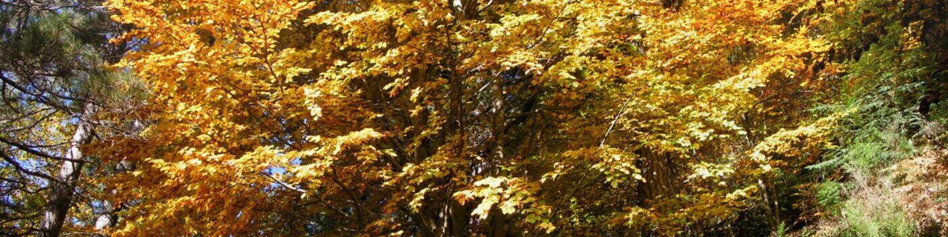 Aspromonte - L'albero